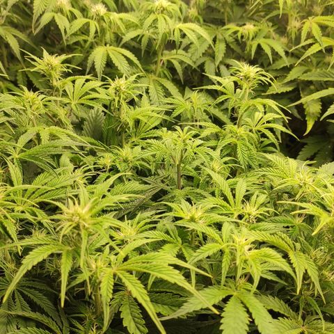 AK482 Automatic growlog timeline photo