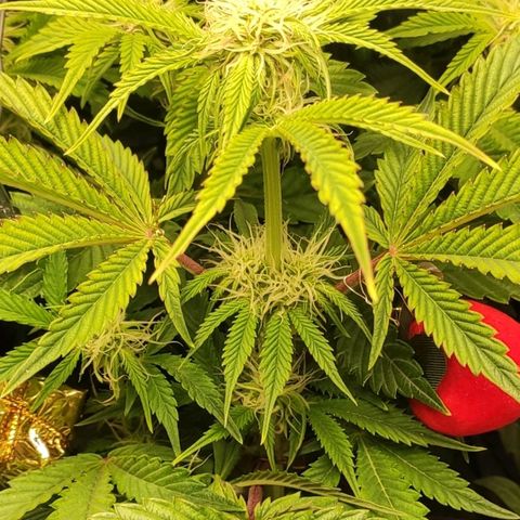 AK482 Automatic growlog timeline photo