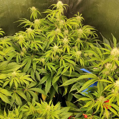 AK482 Automatic growlog timeline photo