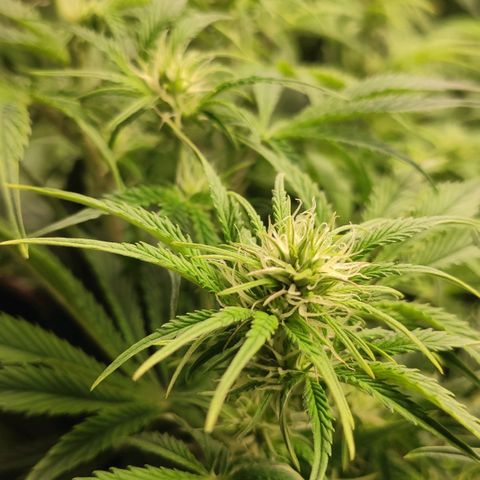 AK482 Automatic growlog timeline photo