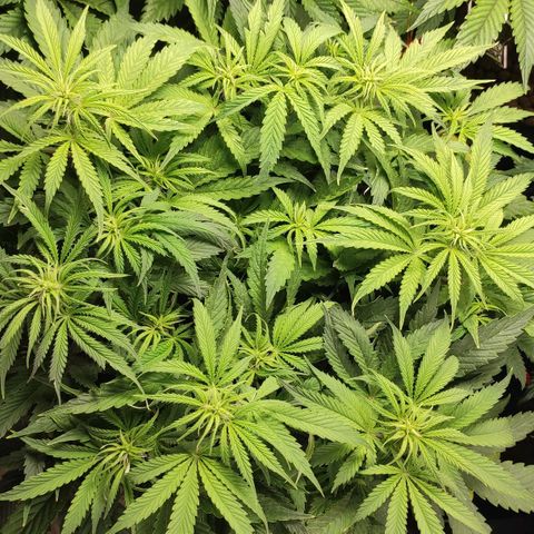 AK482 Automatic growlog timeline photo