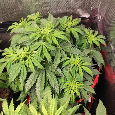 AK482 Automatic growlog timeline photo