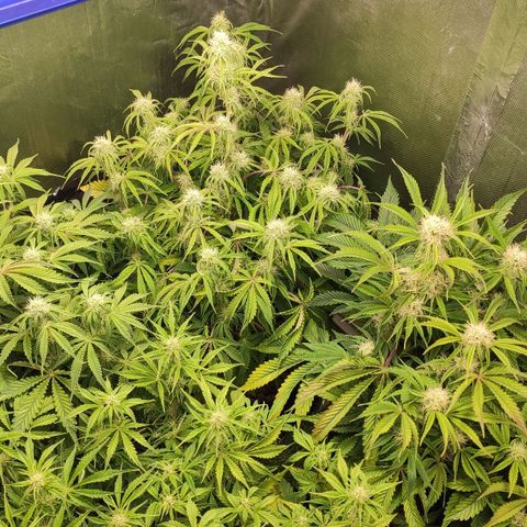 AK482 Automatic growlog timeline photo