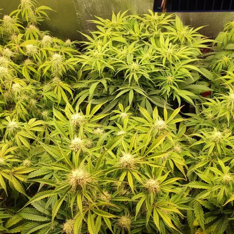 AK482 Automatic growlog timeline photo