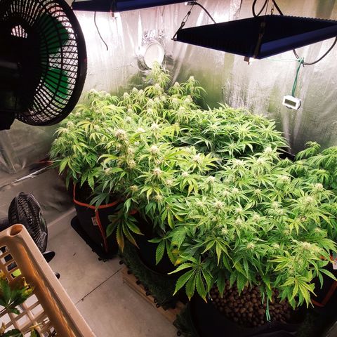 AK482 Automatic growlog timeline photo