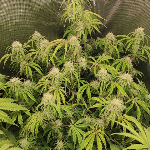 AK482 Automatic growlog timeline photo