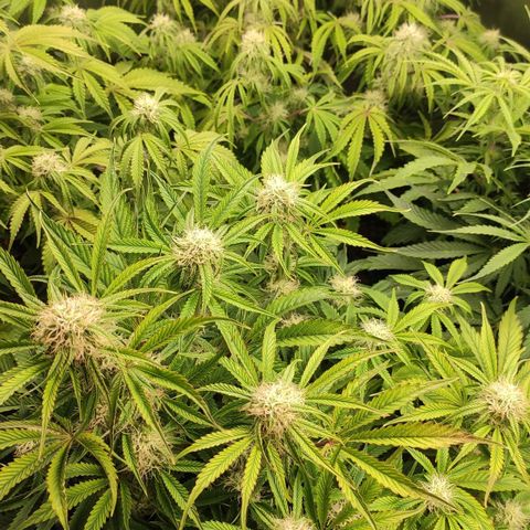 AK482 Automatic growlog timeline photo