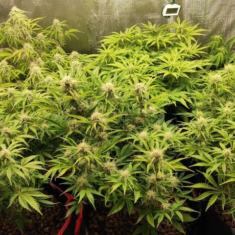 AK482 Automatic growlog timeline photo