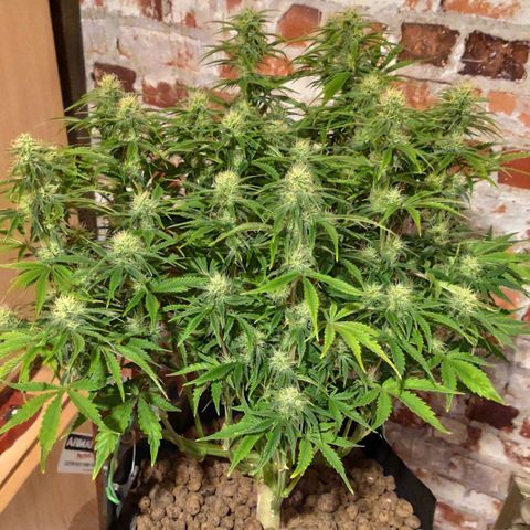 AK482 Automatic growlog timeline photo