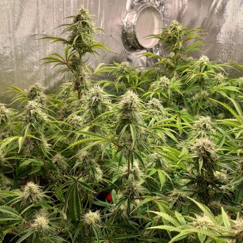 AK482 Automatic growlog timeline photo