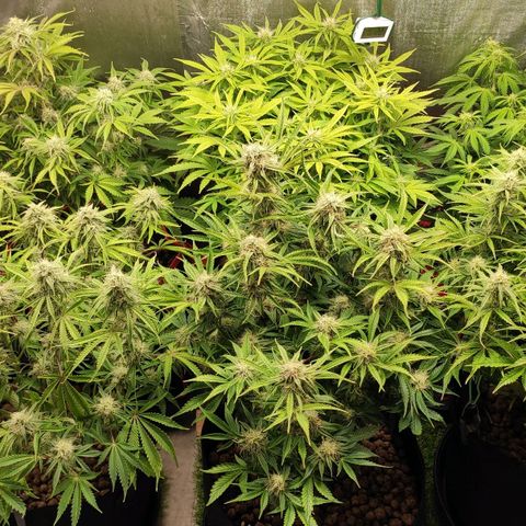 AK482 Automatic growlog timeline photo