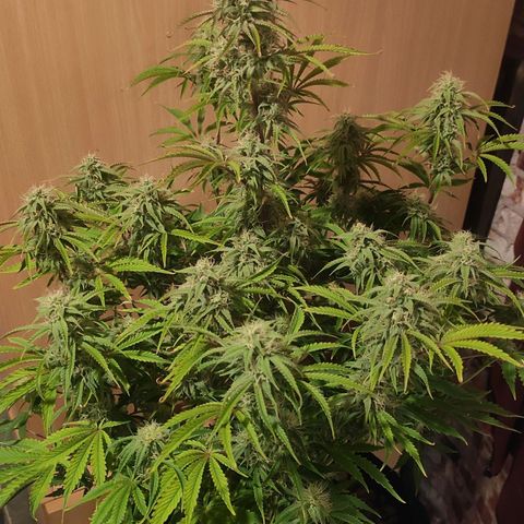 AK482 Automatic growlog timeline photo