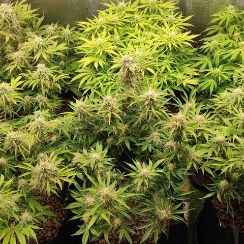 AK482 Automatic growlog timeline photo