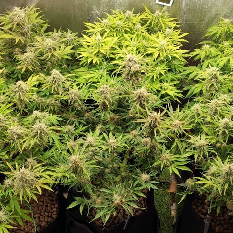 AK482 Automatic growlog timeline photo