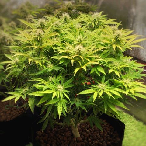 AK482 Automatic growlog timeline photo
