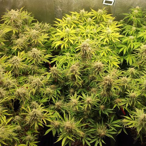 AK482 Automatic growlog timeline photo