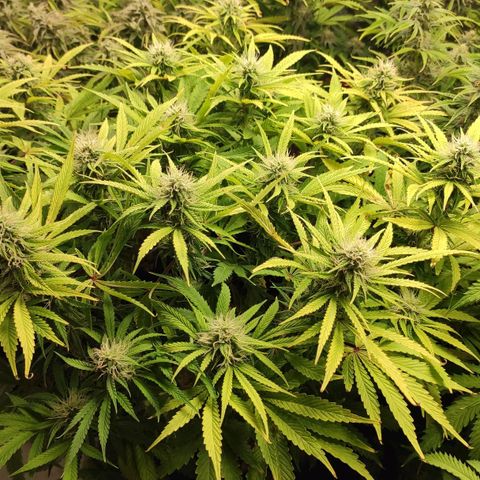 AK482 Automatic growlog timeline photo