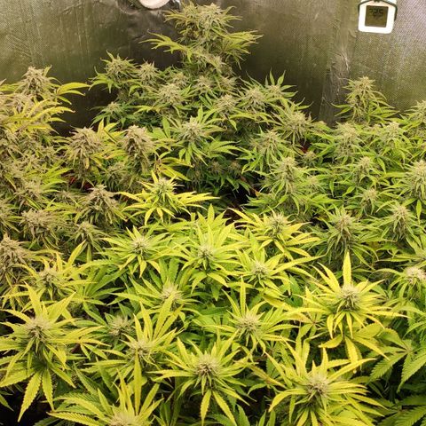 AK482 Automatic growlog timeline photo