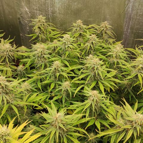 AK482 Automatic growlog timeline photo