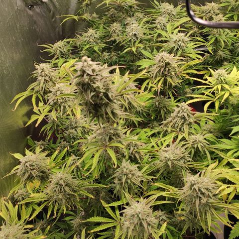 AK482 Automatic growlog timeline photo