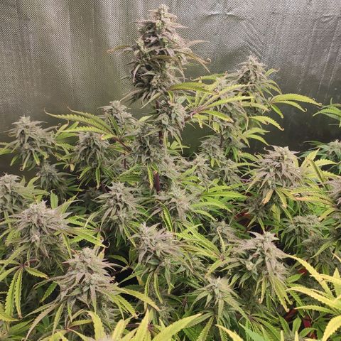 AK482 Automatic growlog timeline photo