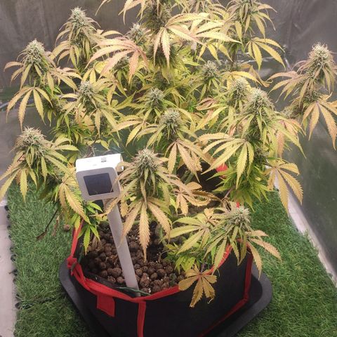 AK482 Automatic growlog timeline photo
