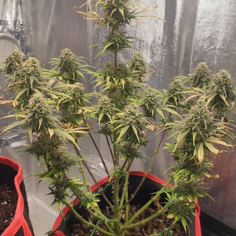 AK482 Automatic growlog timeline photo