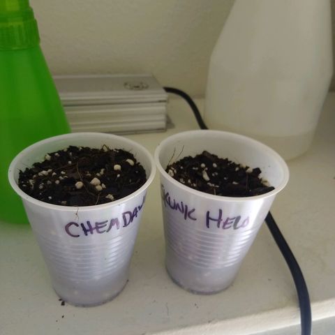 Chemdawg growlog timeline photo
