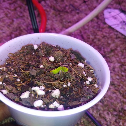 Chemdawg growlog timeline photo