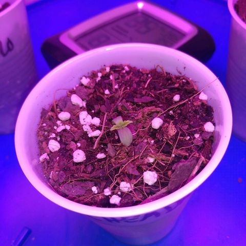 Chemdawg growlog timeline photo