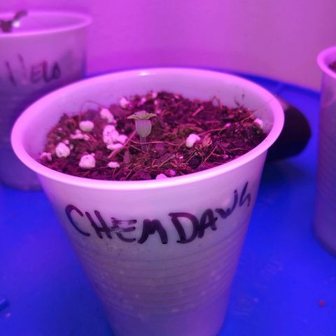 Chemdawg growlog timeline photo