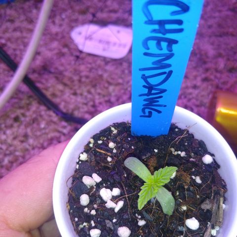 Chemdawg growlog timeline photo