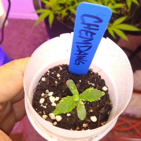 Chemdawg growlog timeline photo