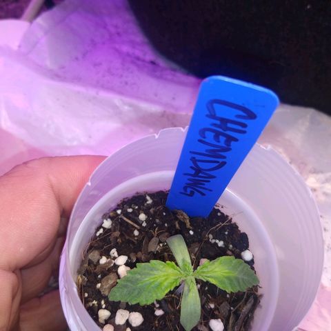 Chemdawg growlog timeline photo