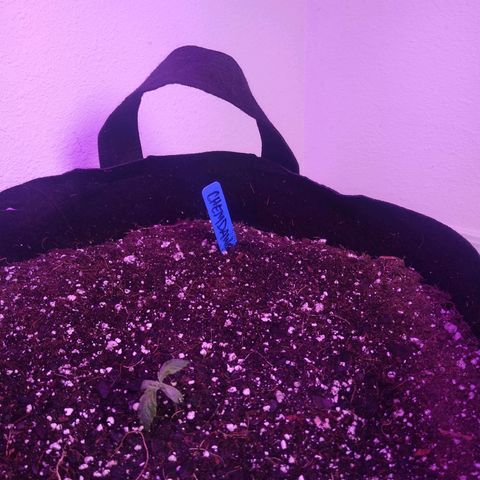 Chemdawg growlog timeline photo