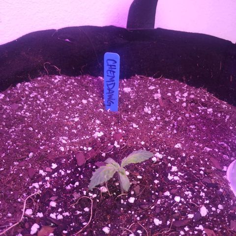 Chemdawg growlog timeline photo