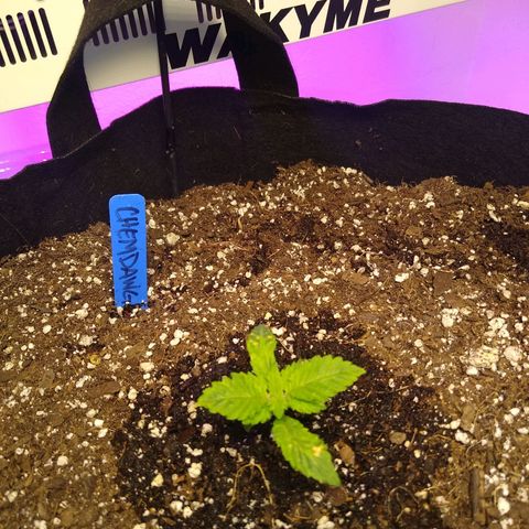 Chemdawg growlog timeline photo
