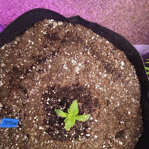 Chemdawg growlog timeline photo