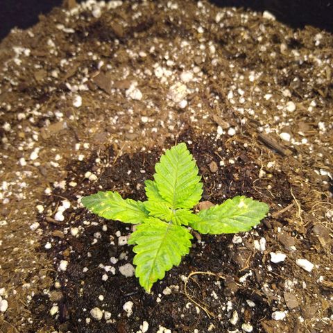 Chemdawg growlog timeline photo