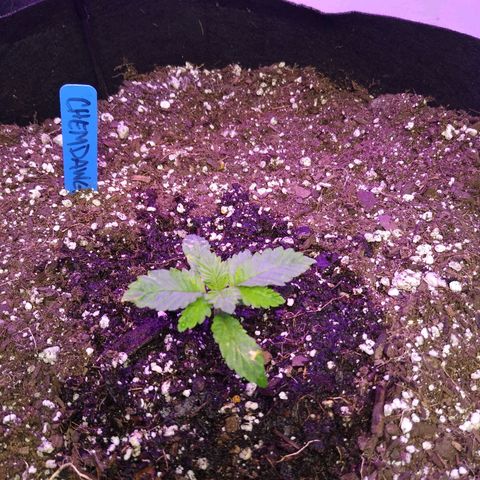 Chemdawg growlog timeline photo