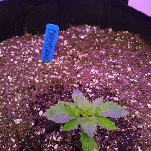 Chemdawg growlog timeline photo