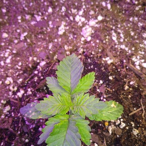 Chemdawg growlog timeline photo