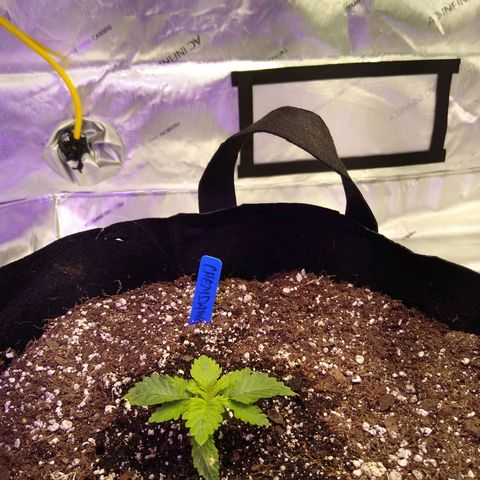 Chemdawg growlog timeline photo