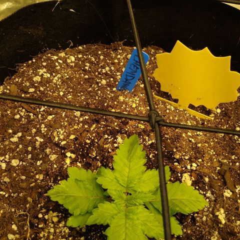 Chemdawg growlog timeline photo