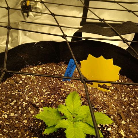 Chemdawg growlog timeline photo