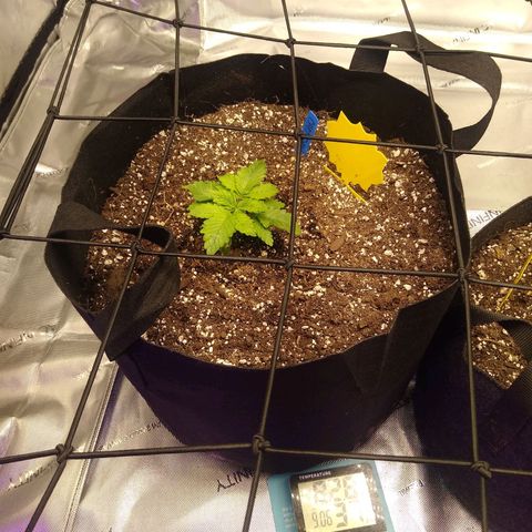 Chemdawg growlog timeline photo