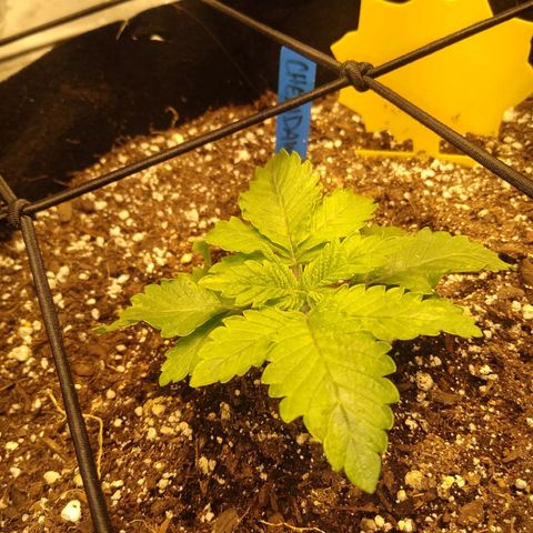 Chemdawg growlog timeline photo