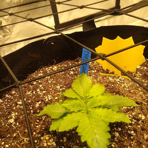 Chemdawg growlog timeline photo