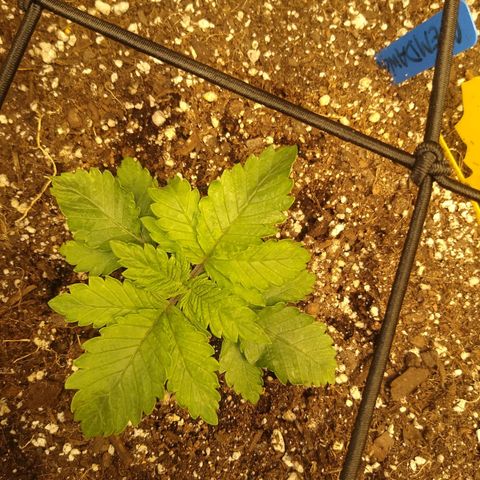 Chemdawg growlog timeline photo
