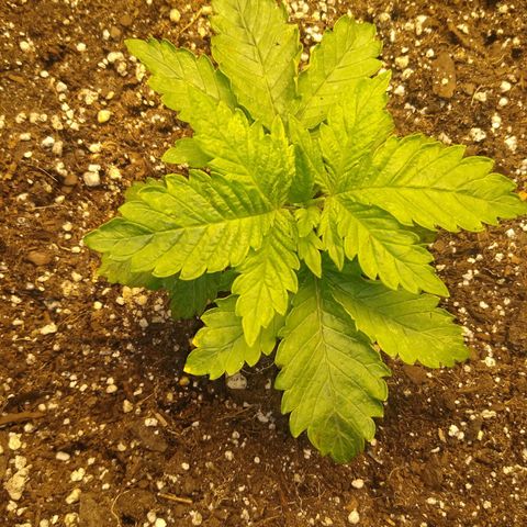 Chemdawg growlog timeline photo